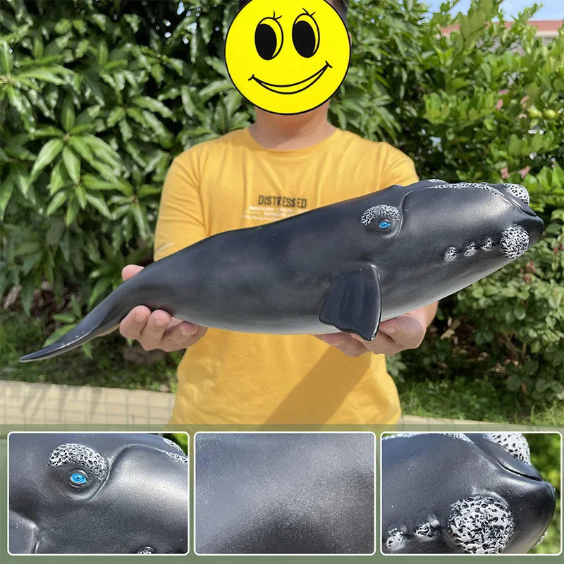 Big Marine Life Animals Humpback Dolphin Killer Blue