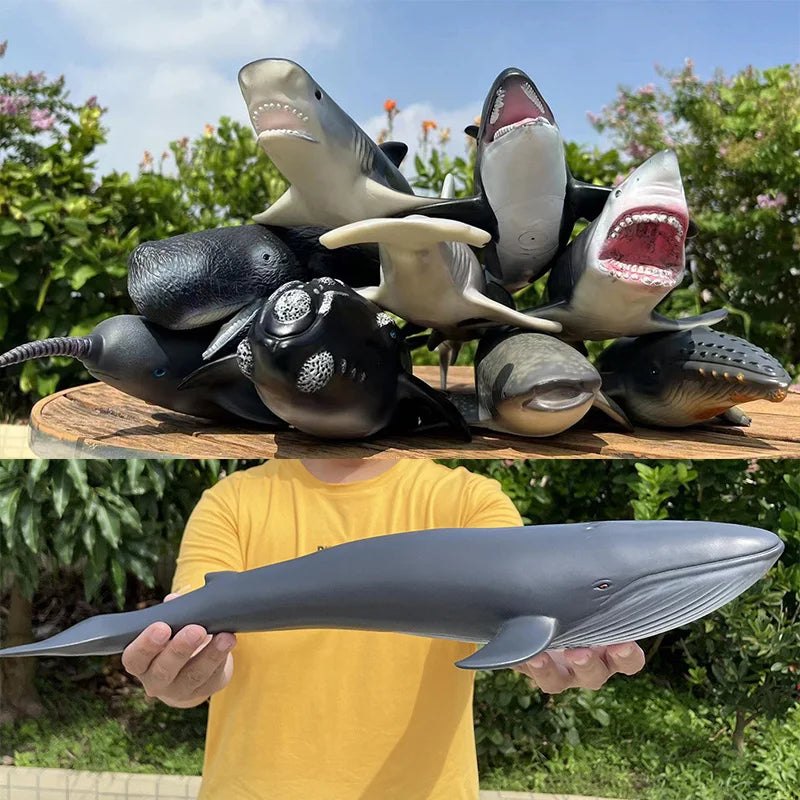 Big Marine Life Animals Humpback Dolphin Killer Blue