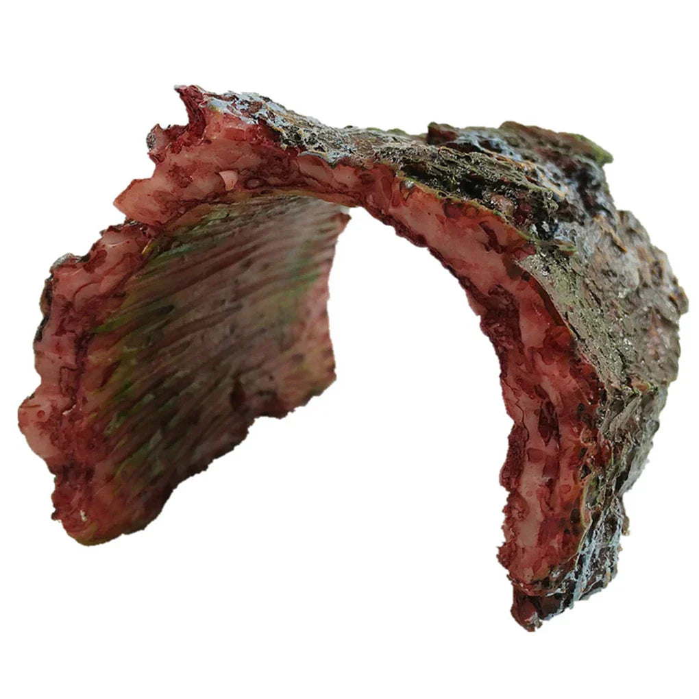 Turtle Reptile Hide Cave Reptiles Avoiding Caves Simulation