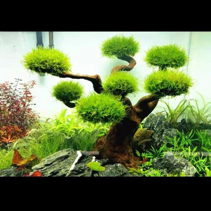 Aquarium Moss Tree Driftwood Fish Tank Landscaping Water