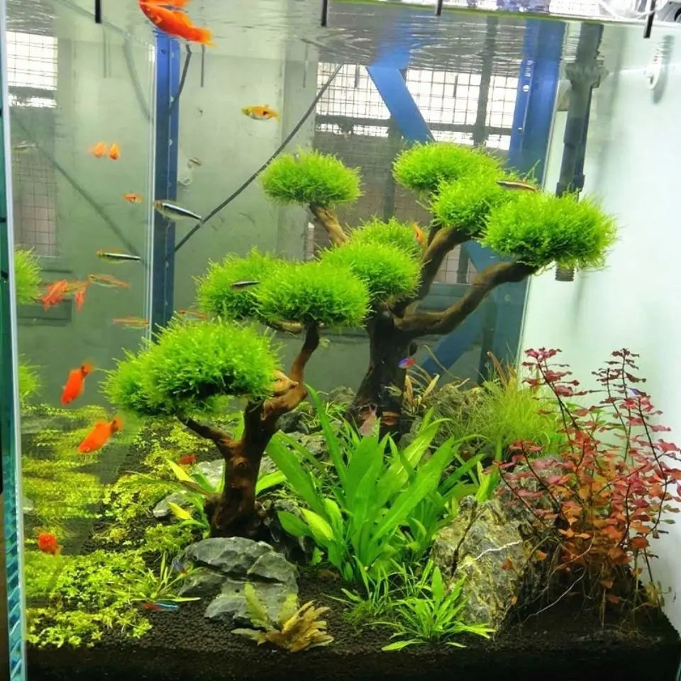 Aquarium Moss Tree Driftwood Fish Tank Landscaping Water