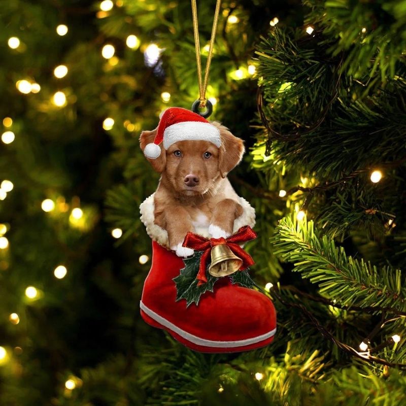 Nova Scotia Duck Tolling Retriever In Santa Boot