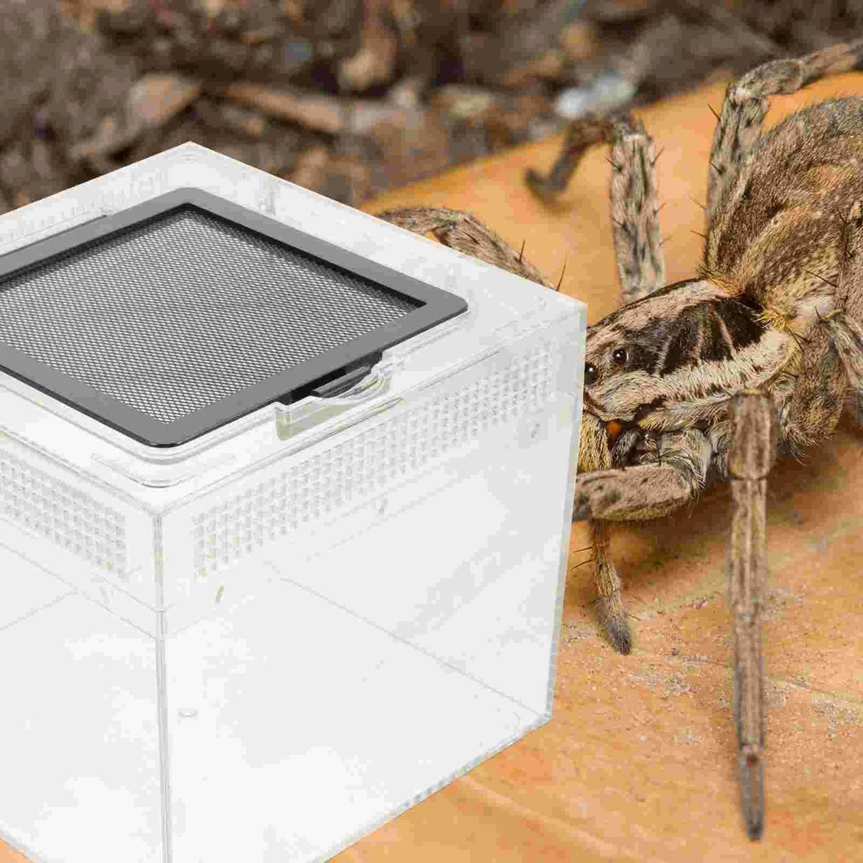 Box Bowl Breeding Enclosure Habitat Cricket Tarantula Cage