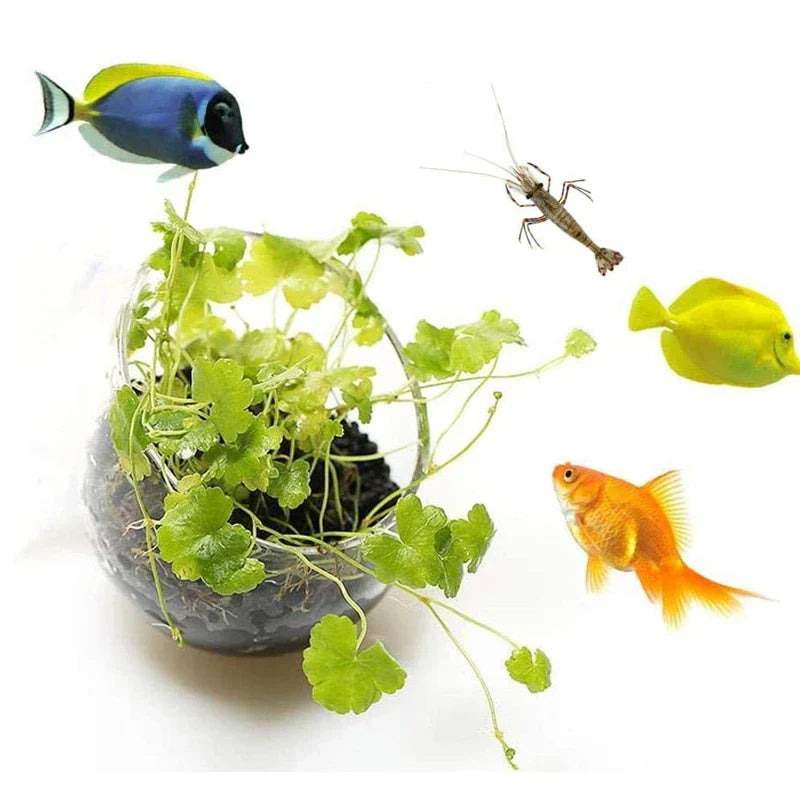 Aquarium Plant Pot Glass Cylinder Cup With Suckers