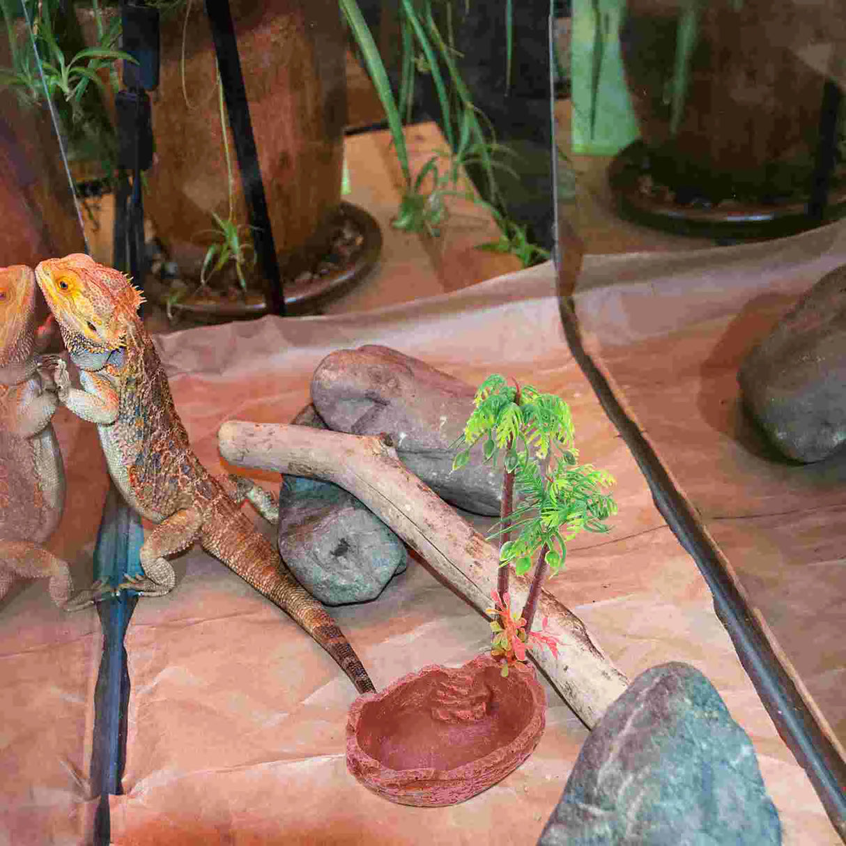 Bowl Reptile Water Dish Tortoise Feeding Turtle Snake