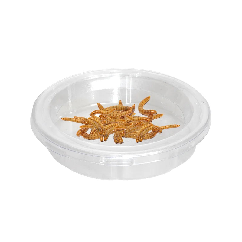 Reptile Accessories Feedding Bowl Insect Spider Ants Nest