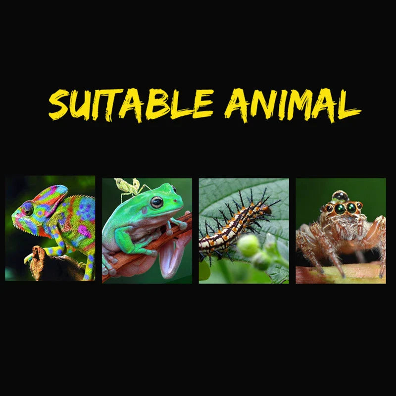 19cmx12.5cmx7.5cm Terrarium For Reptiles Spider Transparent Plastic Feeding