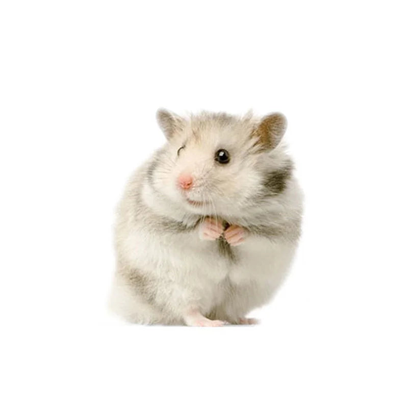 Small pet items tiny house hamster houses and