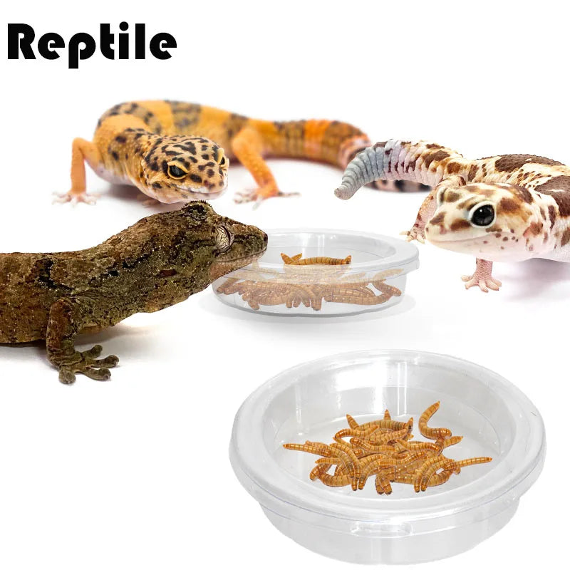 Reptile Accessories Feedding Bowl Insect Spider Ants Nest