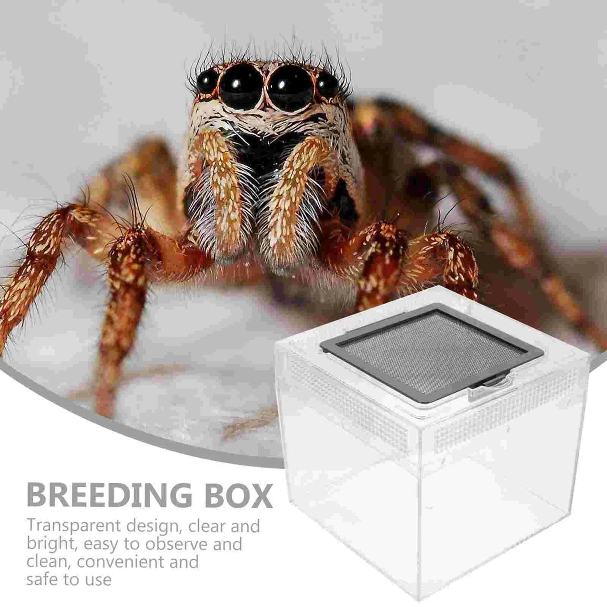 Crab Cricket Spider Bowl Container Habitat Terrarium Tank