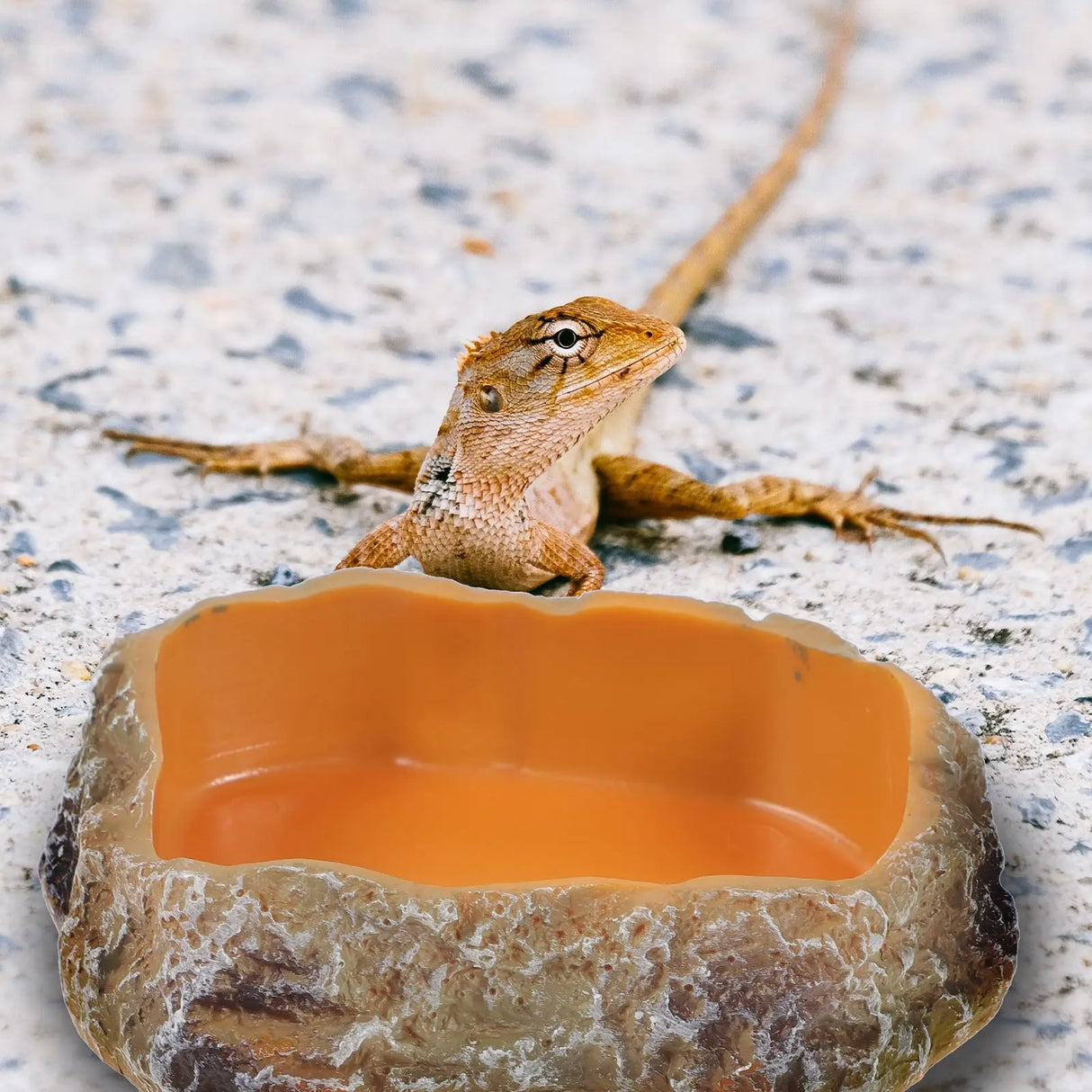 Pet Feeding Bowl Resin Reptile Food Holder Supply