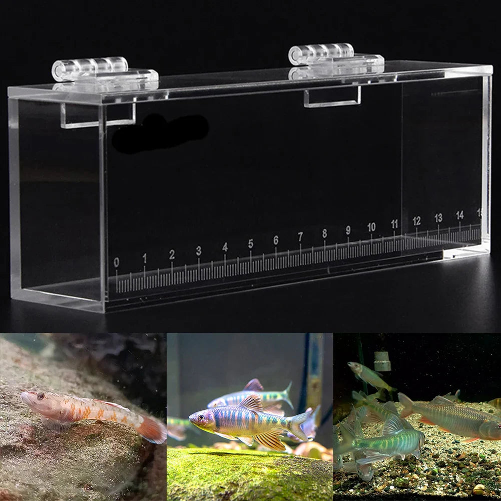 Fish Viewing Box Acrylic Material Isolation Box Betta