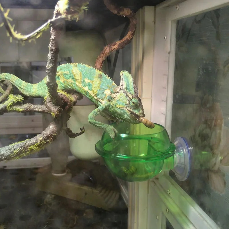 Reptile Feeder Chameleon Feeding Food Bowl Water Dish