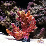2022 New Artificial Resin Coral Reef Aquarium Ornaments