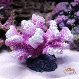2022 New Artificial Resin Coral Reef Aquarium Ornaments