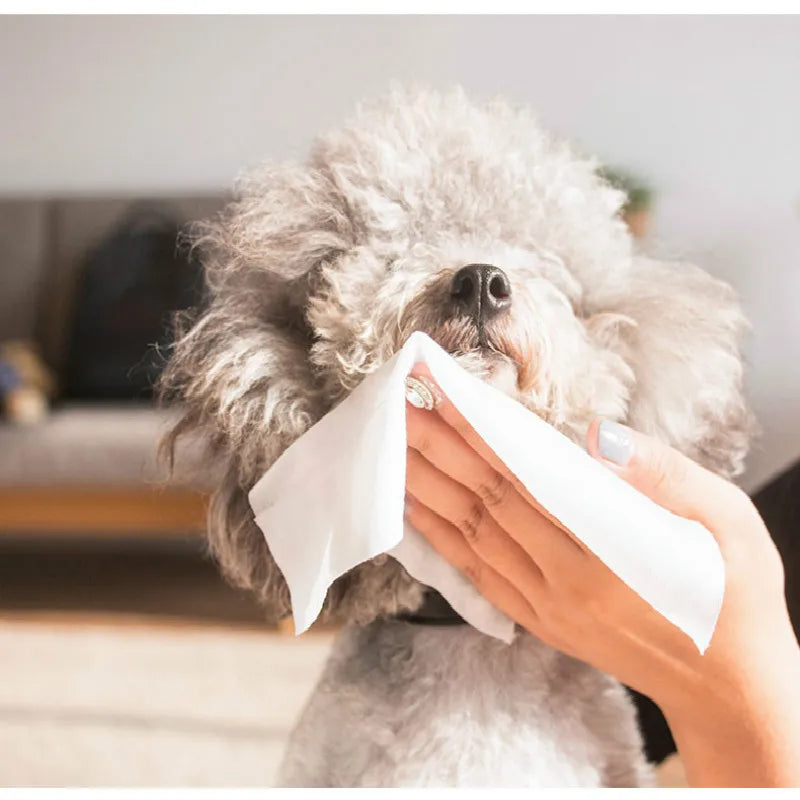 Professional Puppy Wet Tissue Small Dog Wipes Summer