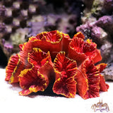 2022 New Artificial Resin Coral Reef Aquarium Ornaments