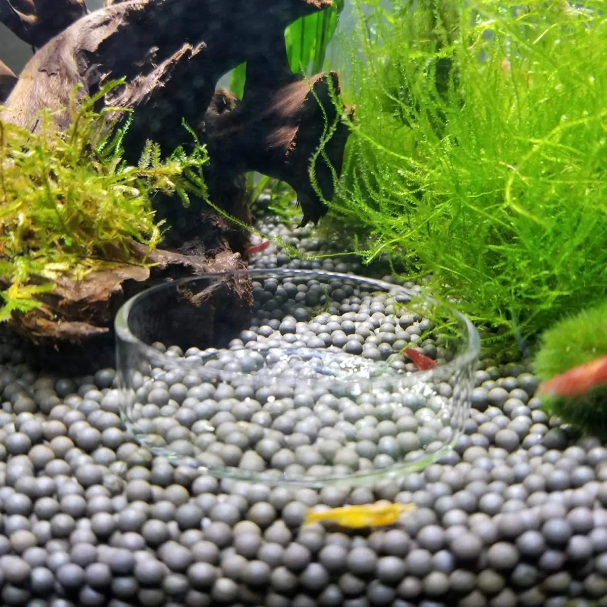 Aquarium Feeding Bowl Fish Tank Feeder Shrimp Tropical