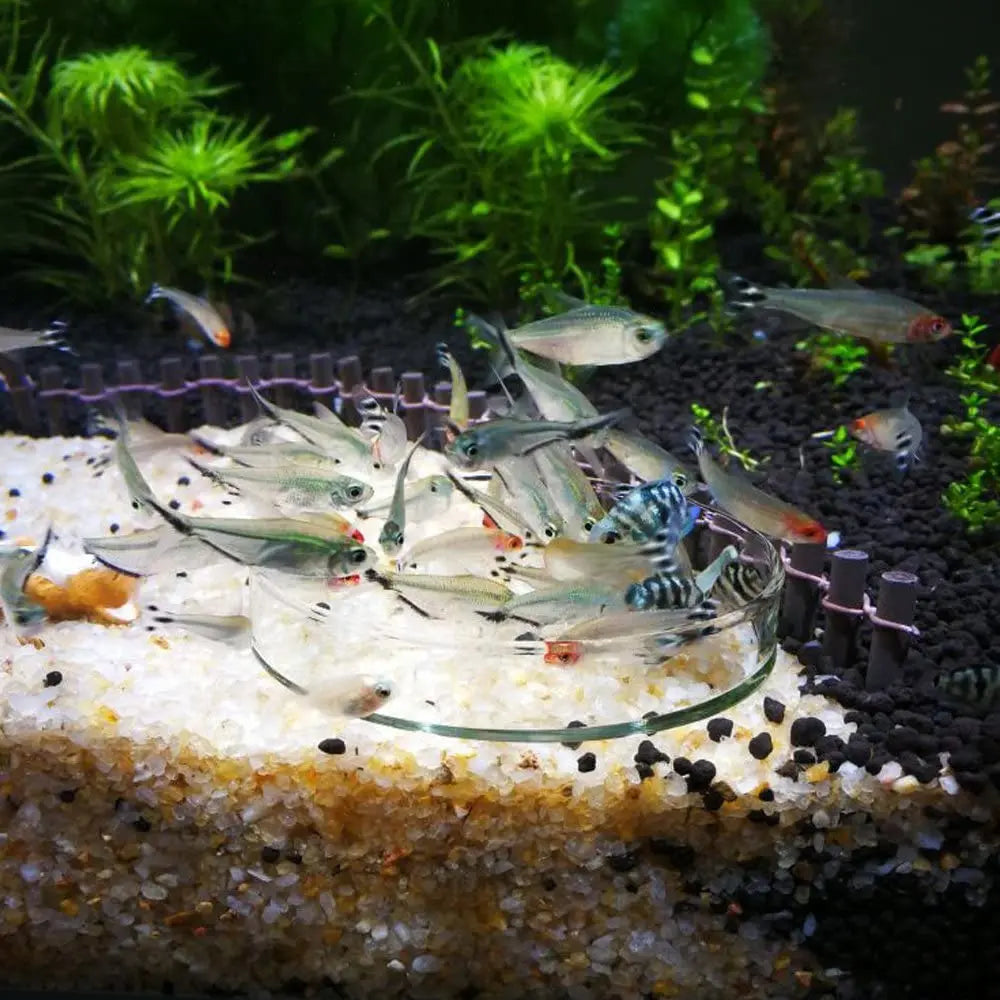 Aquarium Feeding Bowl Fish Tank Feeder Shrimp Tropical