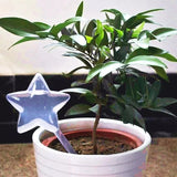 House Garden Water Houseplant Plant Pot Little Bird