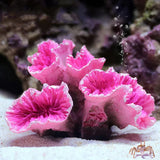 2022 New Artificial Resin Coral Reef Aquarium Ornaments