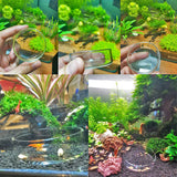 Aquarium Feeding Bowl Fish Tank Feeder Shrimp Tropical