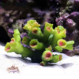 2022 New Artificial Resin Coral Reef Aquarium Ornaments