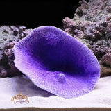 2022 New Artificial Resin Coral Reef Aquarium Ornaments
