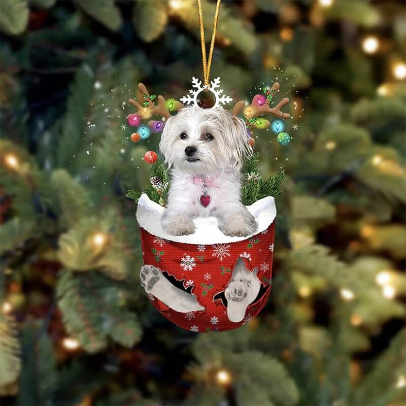 Maltese And Yorkie Mix In Snow Pocket Christmas
