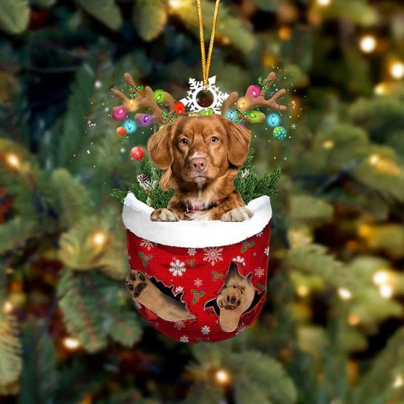 Nova Scotia Duck Toller In Snow Pocket Christmas