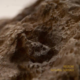 Climbing Pet Lizard Turtle Gecko Horned Frog Reptile