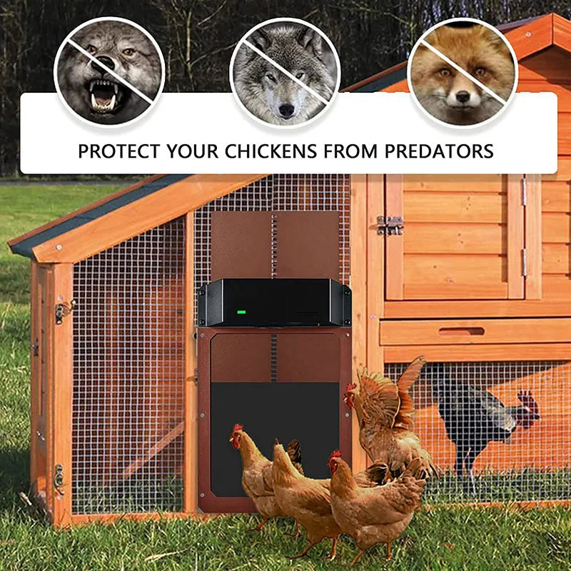 Automatic Chicken House Door with 12 Pockets Eggs