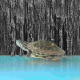 Background Rock Slab Fish Bowl Decorations Landscape Photography