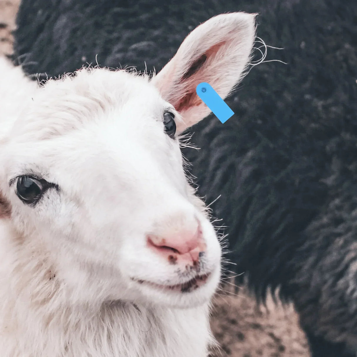 100pcs Livestock Ear Tags Cattle Sheep Goats No