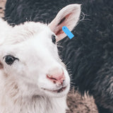 100pcs Livestock Ear Tags Cattle Sheep Goats No