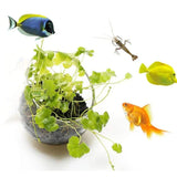 Aquarium Plant Pot Glass Cylinder Cup With Suckers