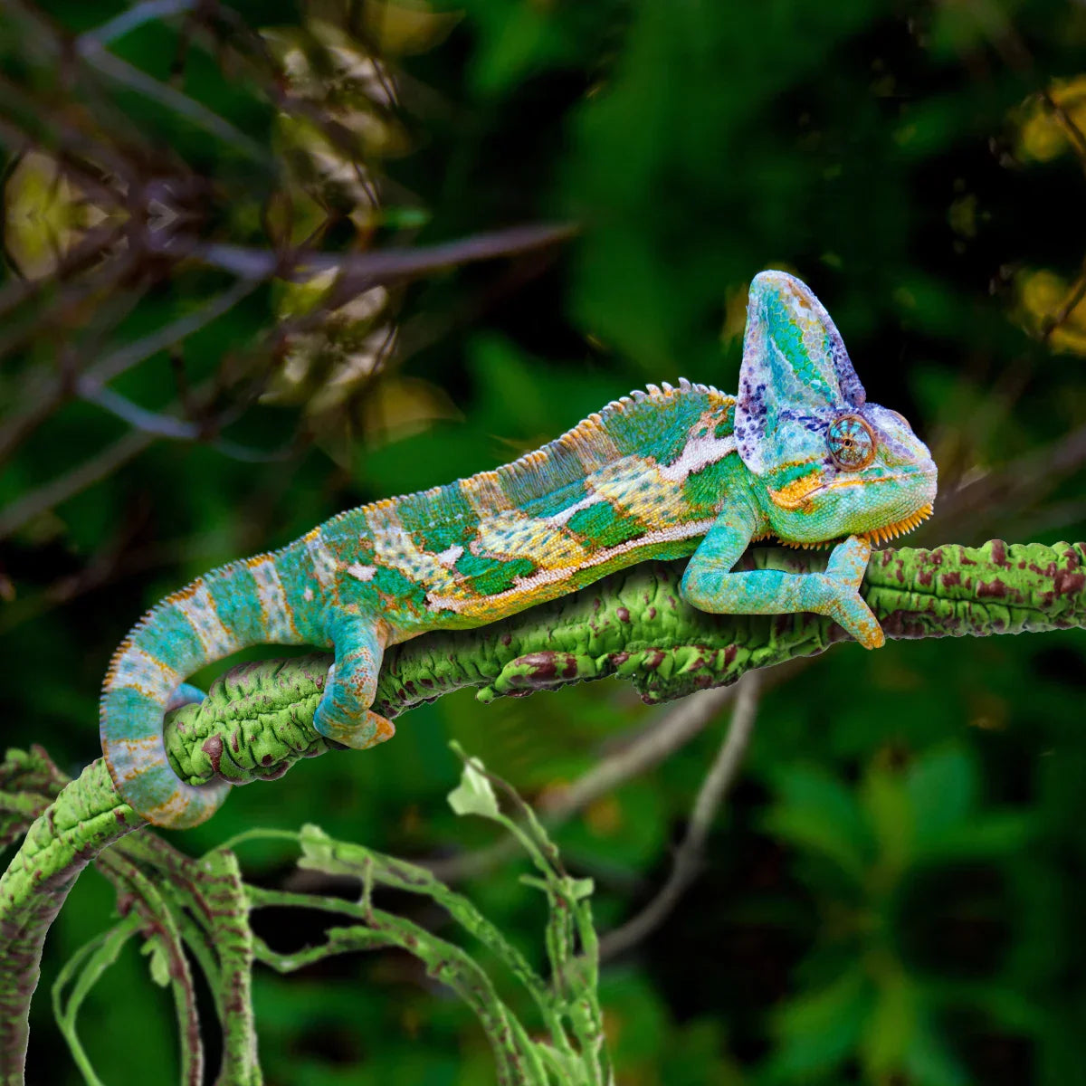Artificial Reptile Vines Rattan Chameleon Lizard Terrarium Branches