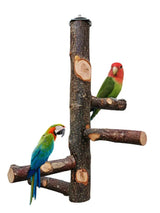 Pet Parrot Bird Standing Stick Wood Pole Bird
