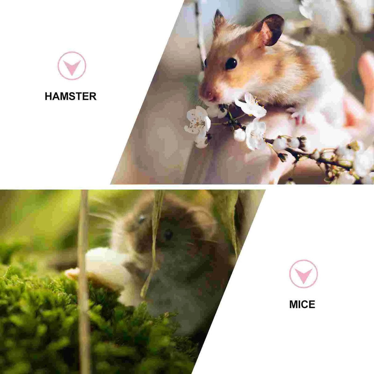 Small Pet Supplies Chinchilla Cage Travel Accessories Hamster