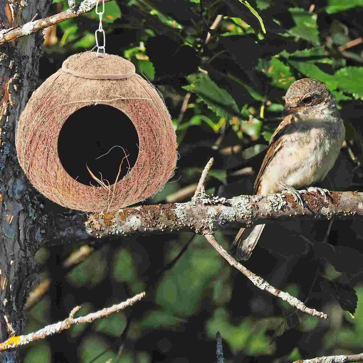 Coconut Shell Bird Nest Coco Birds House Parrots