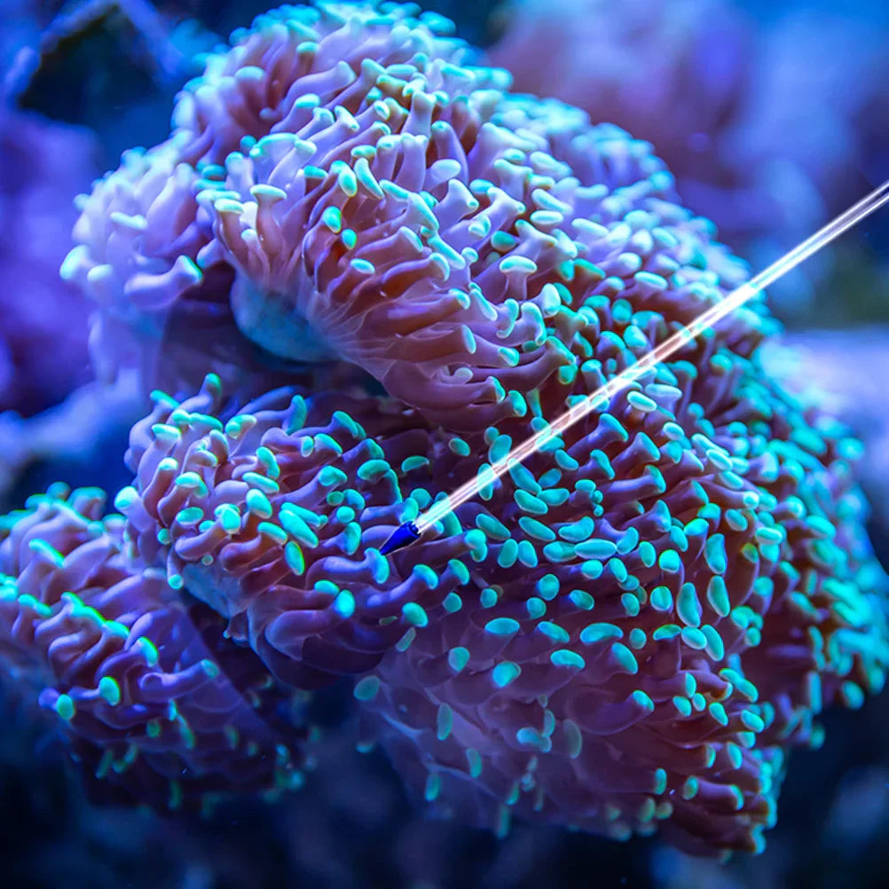 2 Pcs Coral Feeding Tube Glass Fish Tank