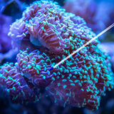 2 Pcs Coral Feeding Tube Glass Fish Tank