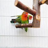 Pet Parrot Bird Standing Stick Wood Pole Bird