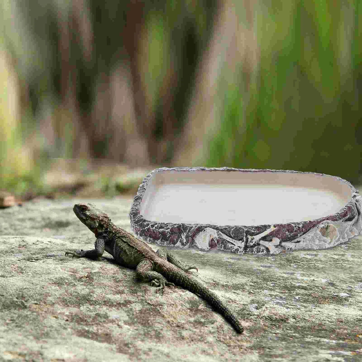 Lizard Snake Water Basin Multi-function Food Dispenser Terrarium